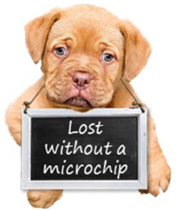 lost dog